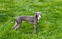 Italian Greyhound dogs for sale: Manny - Image 1