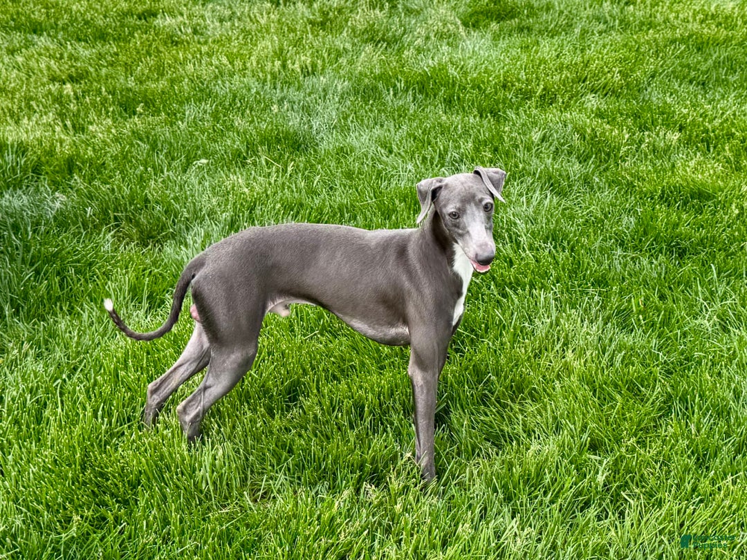 Italian Greyhound dogs for sale: Manny - Image 1