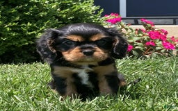 Cavalier King Charles Spaniel dogs for sale: Rex - Image 12
