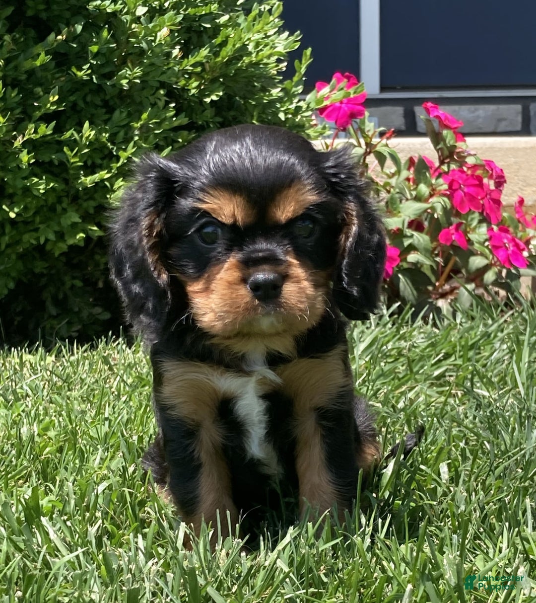 Cavalier King Charles Spaniel dogs for sale: Rex - Image 12