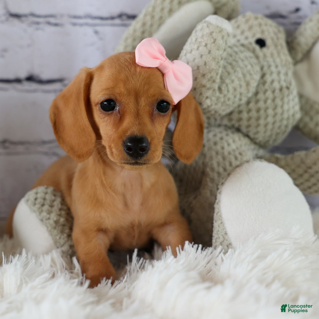 Miniature Dachshund dogs for sale: Miniature Dachshund 3 puppies - Image 7