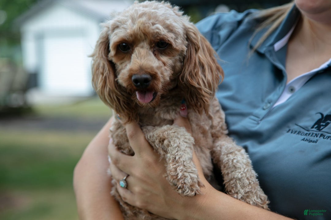 Cavapoo dogs for sale: Belle - Image 5