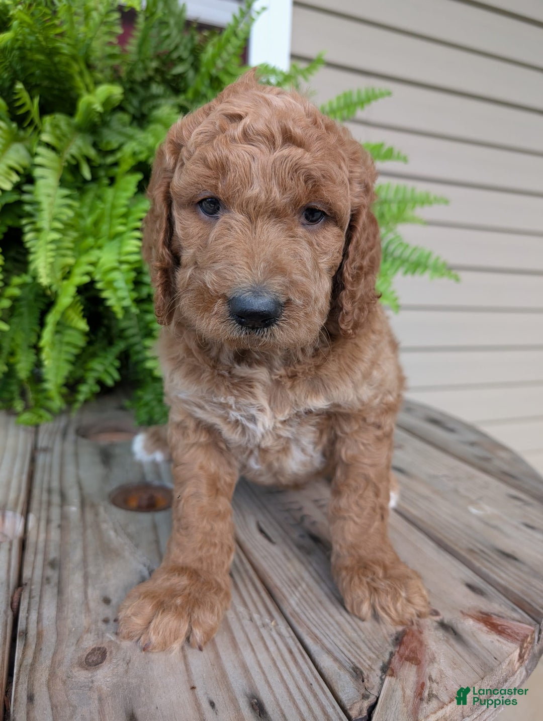 Goldendoodle dogs for sale: Maggie - Image 12