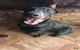 Rottweiler dogs for sale: Lilac - Image 4