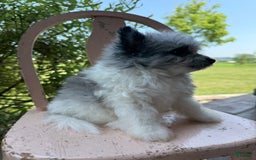 Pomapoo dogs for sale: Maverick - Image 12