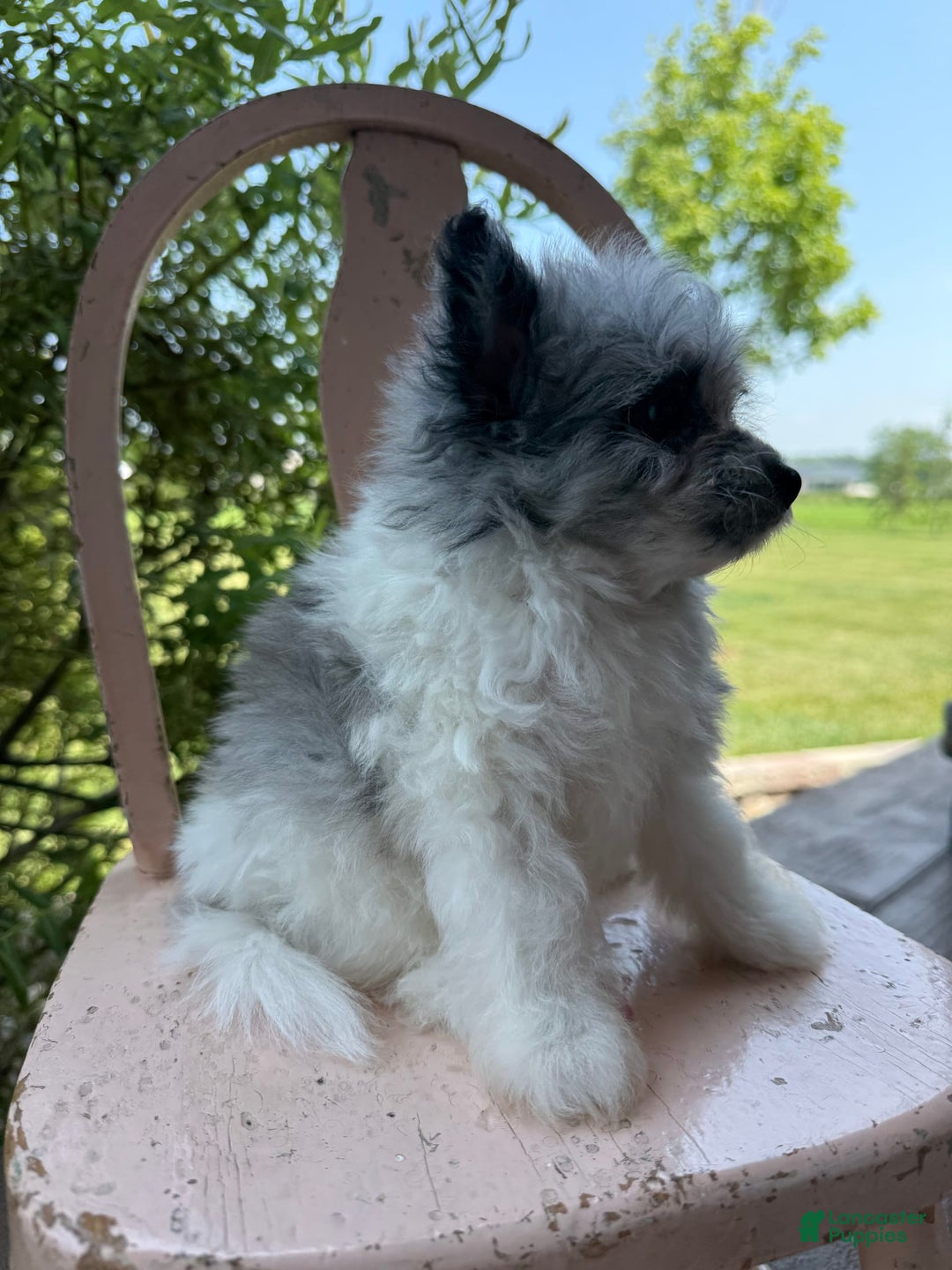 Pomapoo dogs for sale: Maverick - Image 12