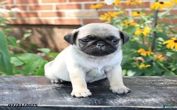 Pug dogs for sale: Benji - Image 1