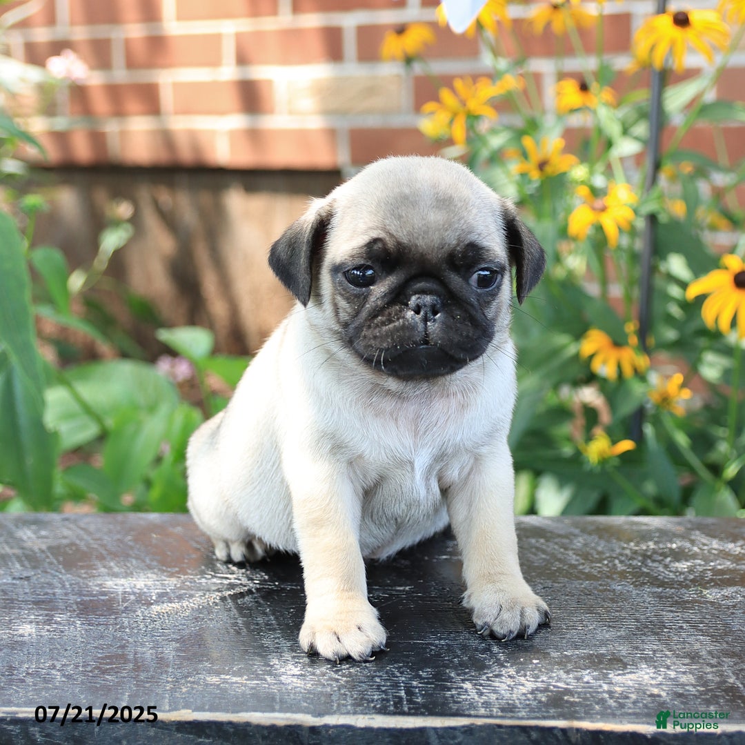 Pug dogs for sale: Benji - Image 1