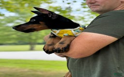 Doberman Pinscher dogs for sale: Banana - Image 1