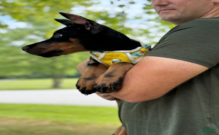 Doberman Pinscher dogs for sale - Ad 1