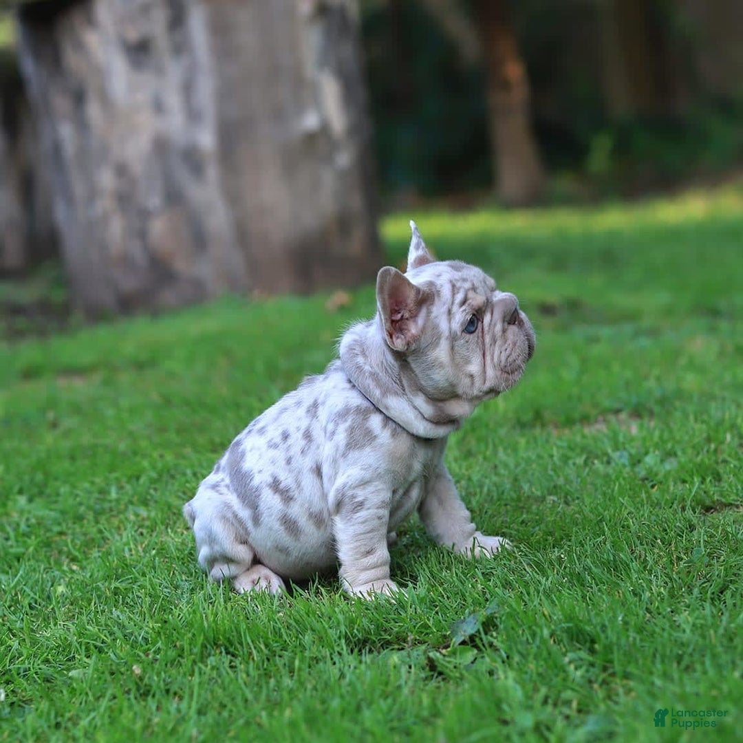 French Bulldog dogs for sale: Domenic - Image 2