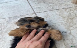 Yorkshire Terrier dogs for sale: Male / Blue Collar - Image 4