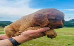 Golden Retriever dogs for sale: Rascal - Image 20