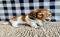 Dachshund dogs for sale: Dixie - Image 4