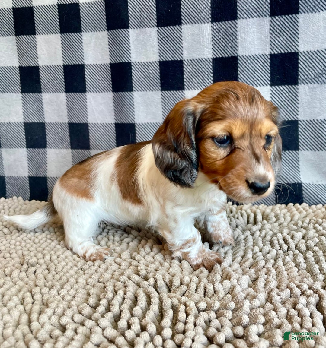 Dachshund dogs for sale: Dixie - Image 4