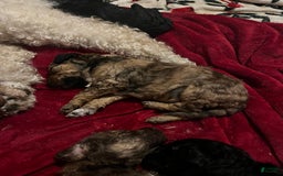 Standard Poodle dogs for sale: Alda - Image 6