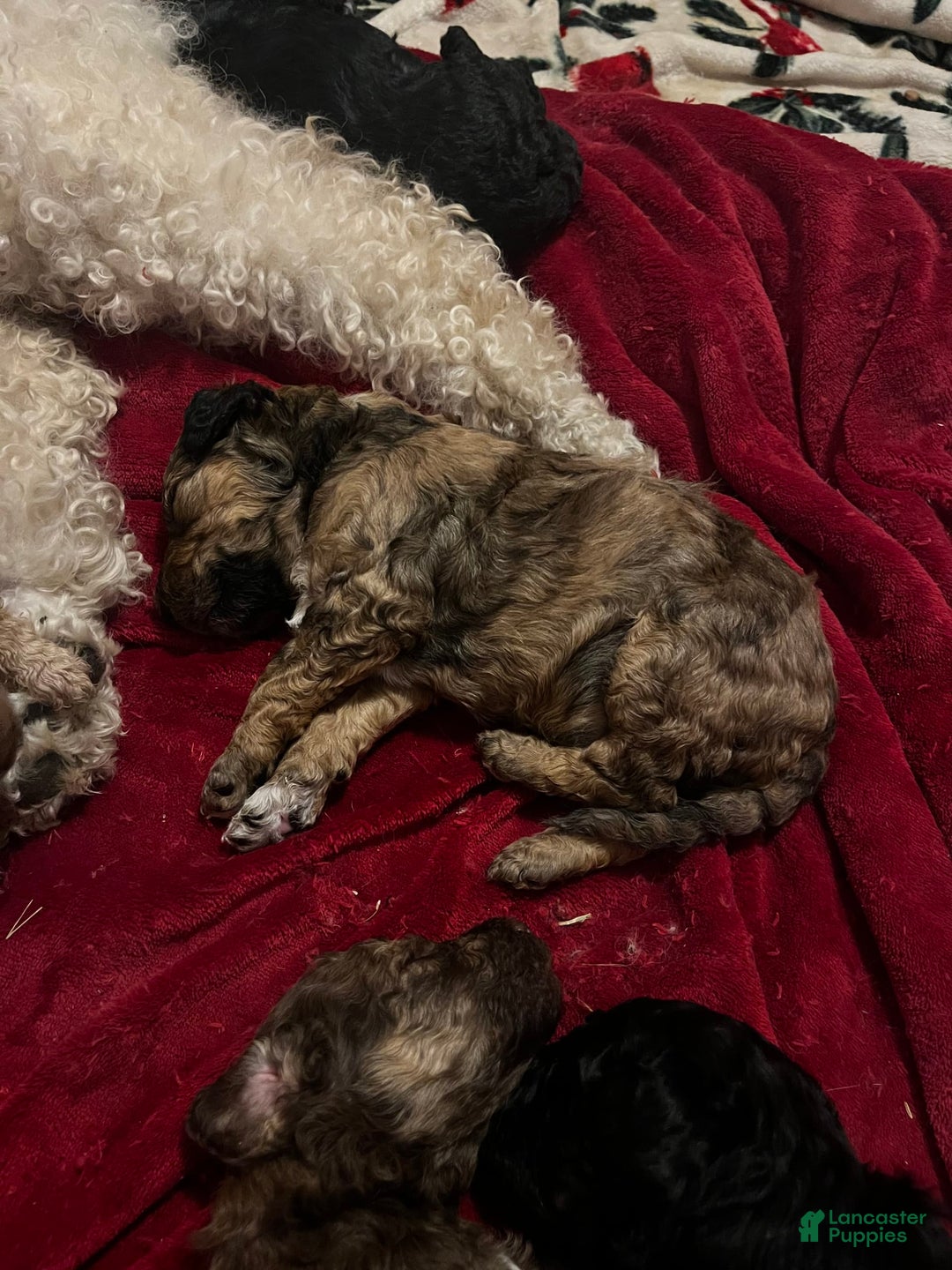 Standard Poodle dogs for sale: Alda - Image 6