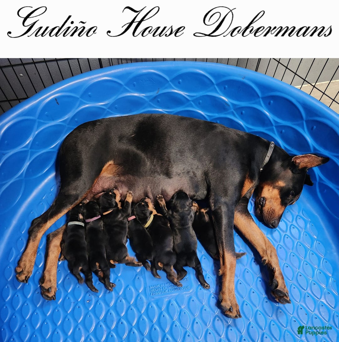 Doberman Pinscher dogs for sale: Pink Collar Female - Image 8