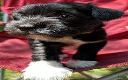 Miniature Schnauzer dogs for sale: Junie - Image 8