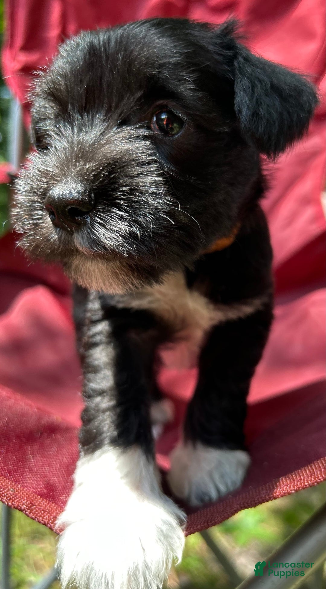 Miniature Schnauzer dogs for sale: Junie - Image 8
