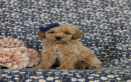 Bichpoo dogs for sale: Jewel - Image 5