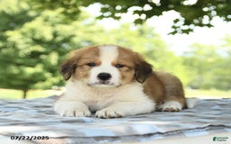 Great Pyrenees dogs for sale: Leader - Image 3