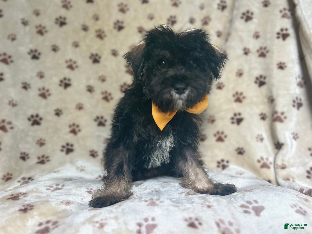 Miniature Schnauzer dogs for sale: Chaos - Image 6