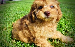 Havapoo dogs for sale: Fancy - Image 7