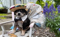 Australian Cattle Dog dogs for sale: Milo - Image 4