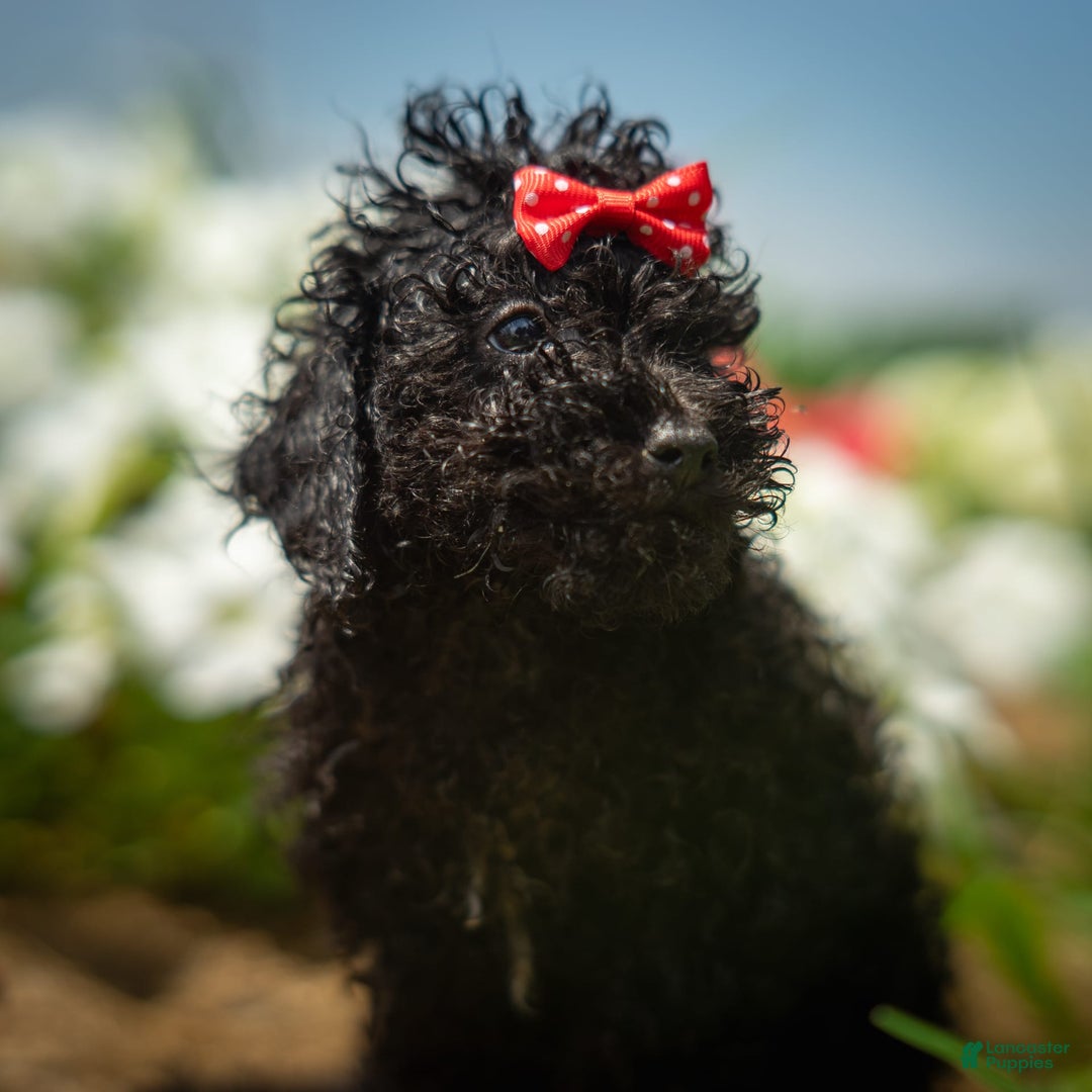 Toy Poodle dogs for sale: Ember - Image 9