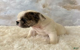 English Bulldog dogs for sale: Shanna - Image 6