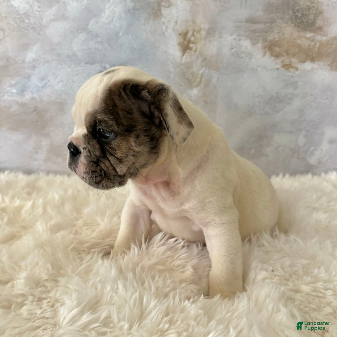 English Bulldog dogs for sale: Shanna - Image 6
