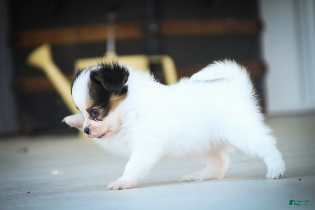 Papillon dogs for sale: Lavender - Image 7