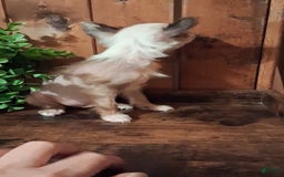 Chinese Crested dogs for sale: Chewy - Image 1
