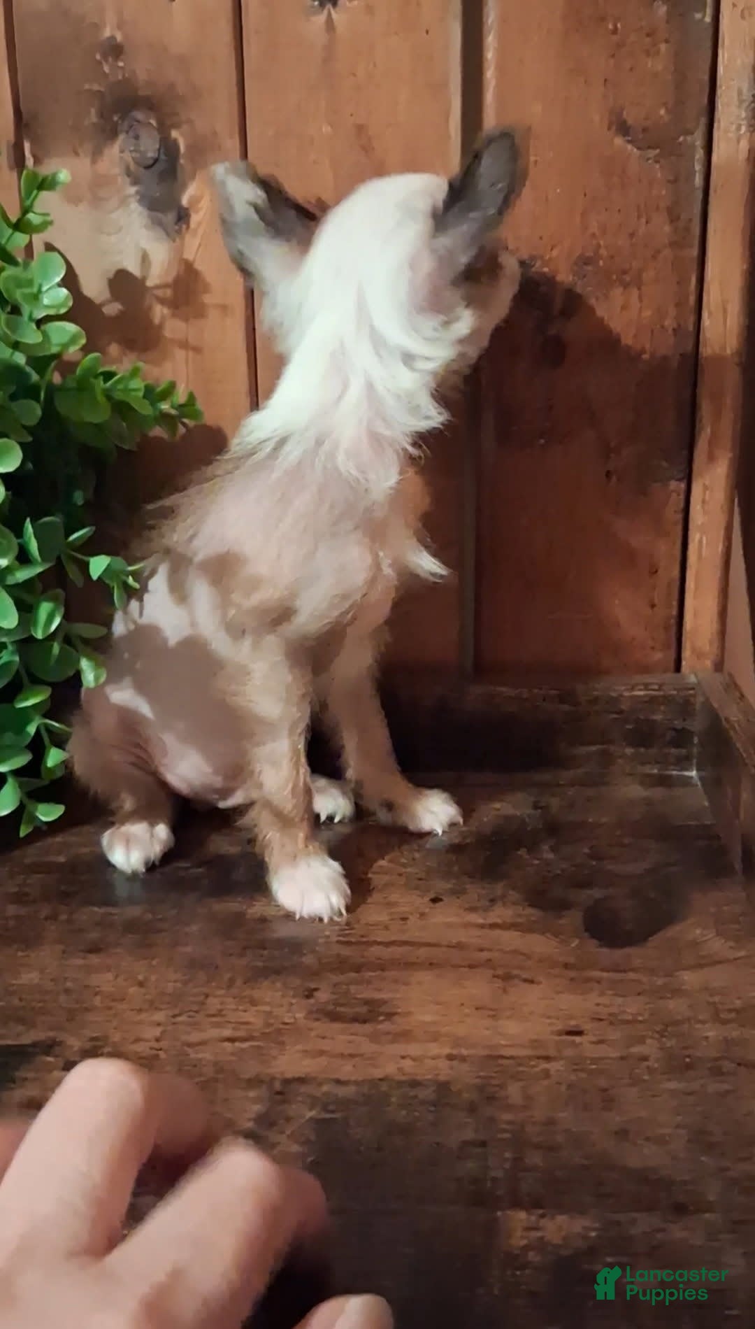 Chinese Crested dogs for sale: Chewy - Image 1