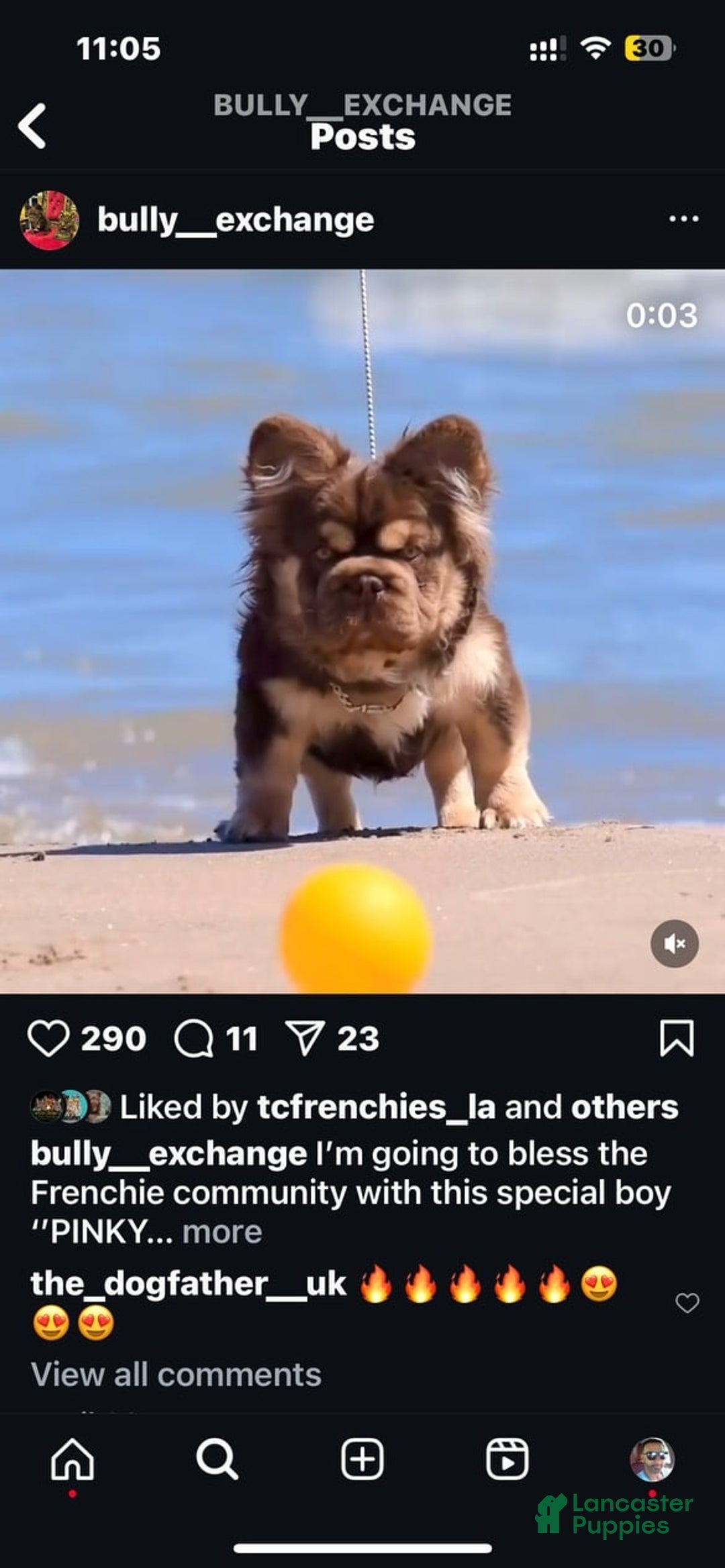 French Bulldog dogs for sale: Brooke - Image 5