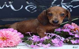 Miniature Dachshund dogs for sale: Peanut - Image 2
