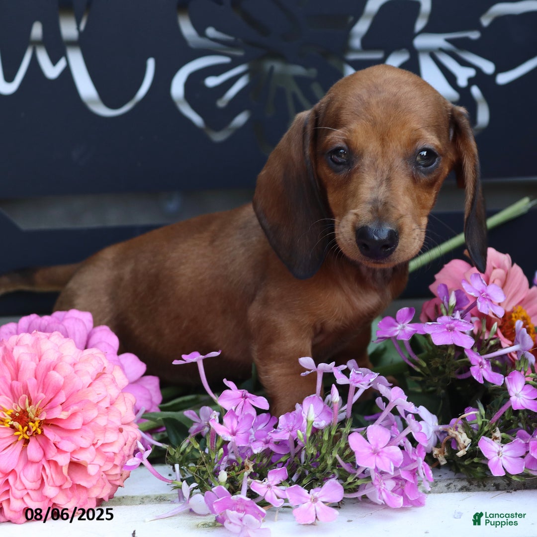 Miniature Dachshund dogs for sale: Peanut - Image 2