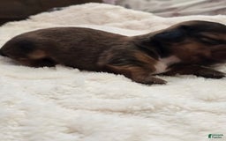 Dachshund dogs for sale: Thor - Image 6