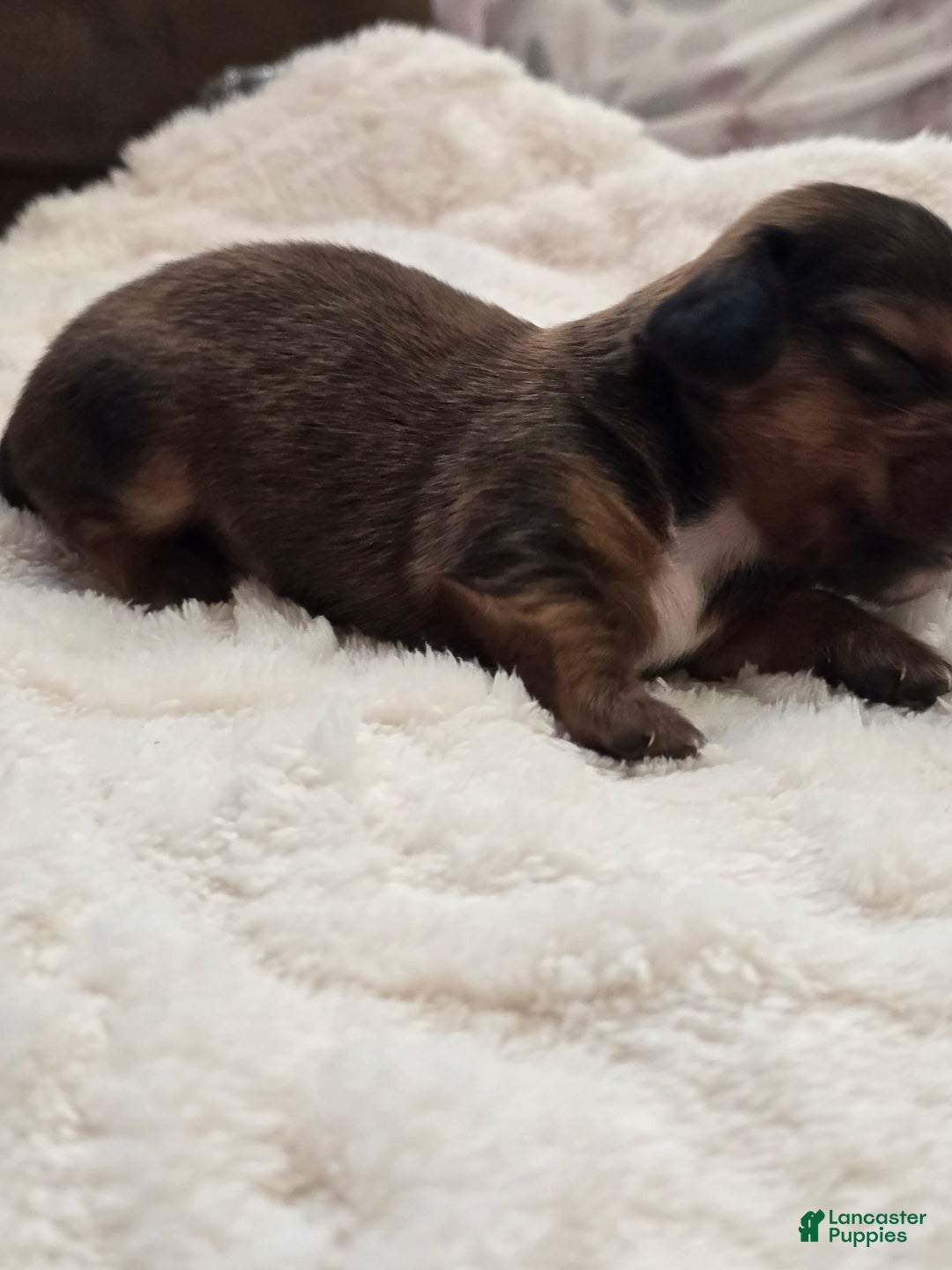 Dachshund dogs for sale: Thor - Image 6