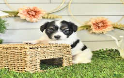 Papillon dogs for sale: Lilah - Image 5