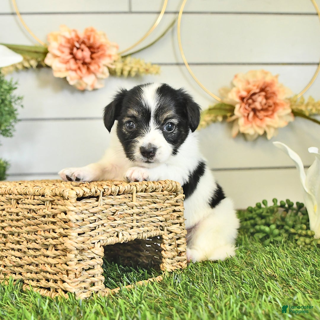 Papillon dogs for sale: Lilah - Image 5