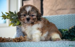 Shih Tzu dogs for sale: Travis - Image 2