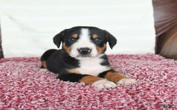 Greater Swiss Mountain Dog dogs for sale: Forest - Image 8