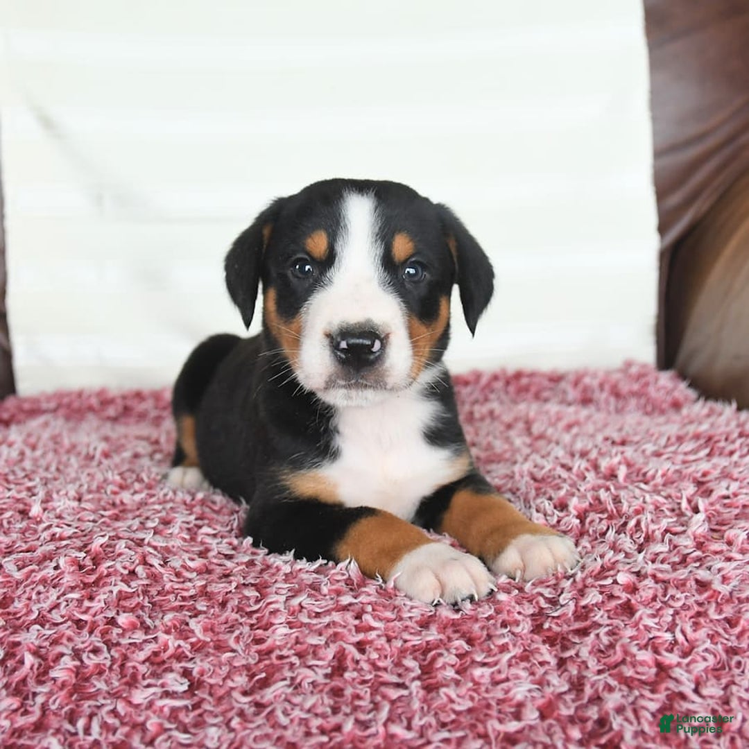 Greater Swiss Mountain Dog dogs for sale: Forest - Image 8