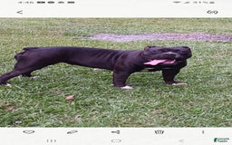 Olde English Bulldogge dogs for sale: Teddy - Image 2