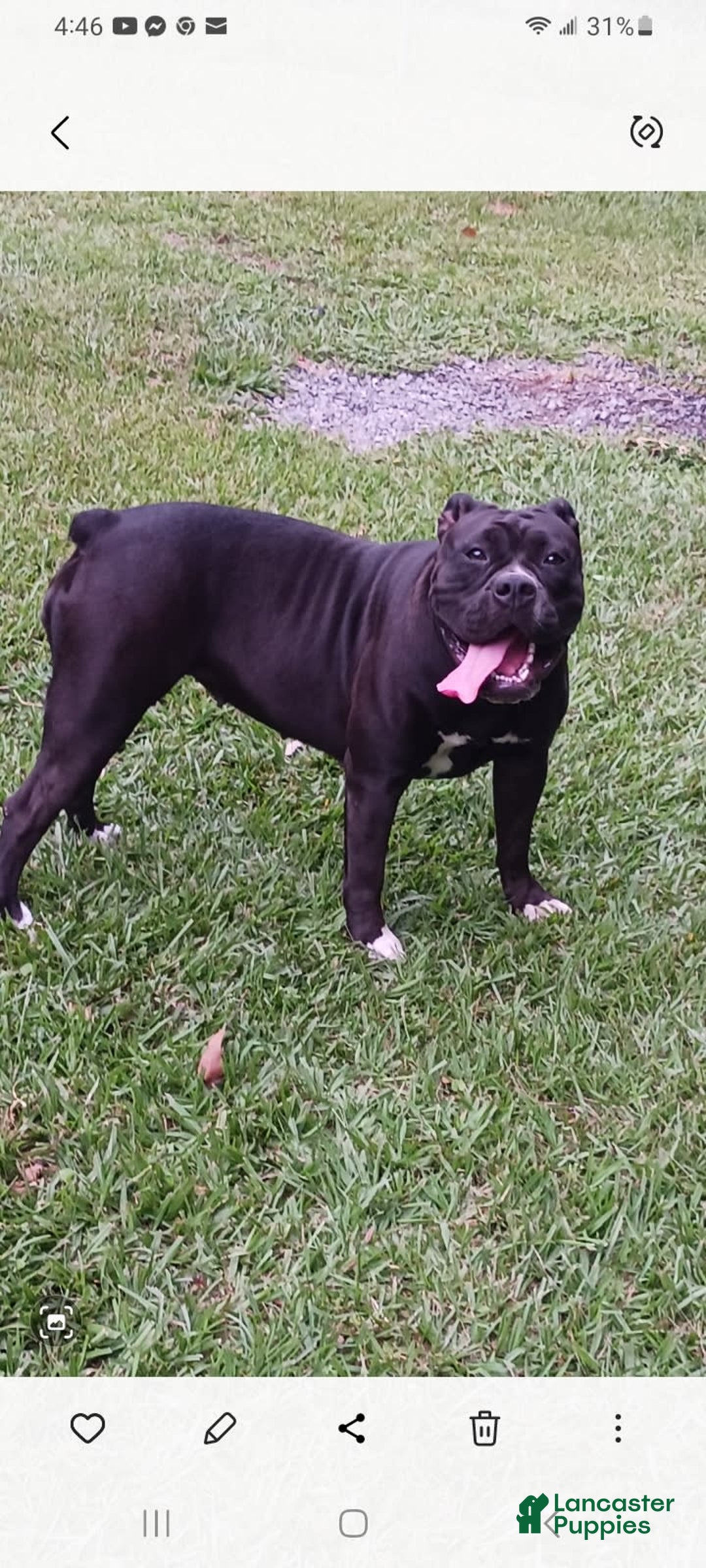 Olde English Bulldogge dogs for sale: Teddy - Image 2