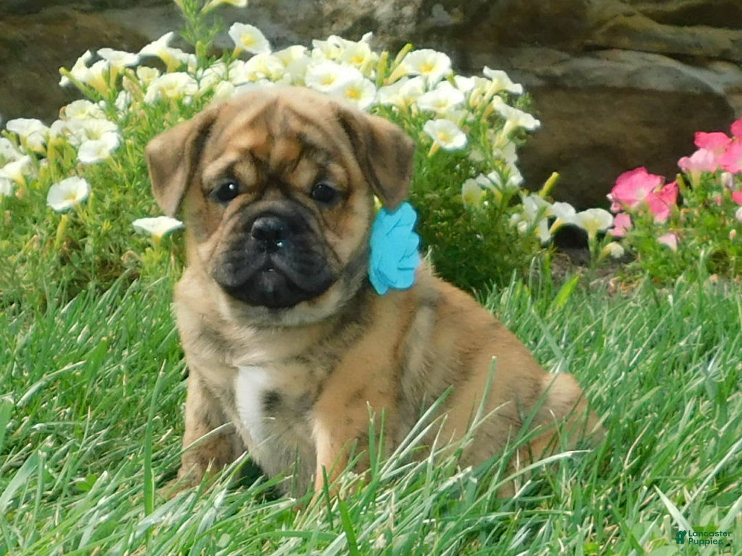 English Bulldog dogs for sale: Teddy - Image 3