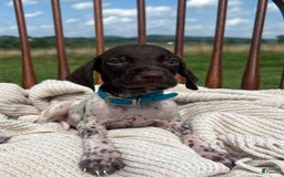 German Shorthaired Pointer dogs for sale: Trigger - Image 5