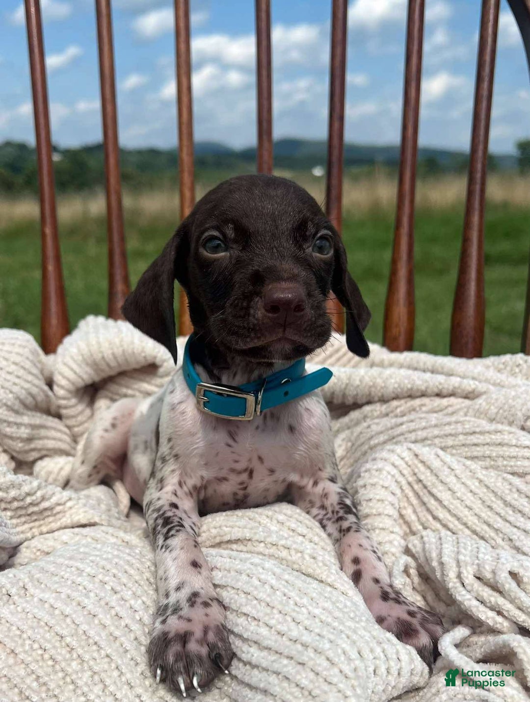 German Shorthaired Pointer dogs for sale: Trigger - Image 5